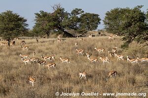 Kgalagadi Transfrontier Park - South Africa