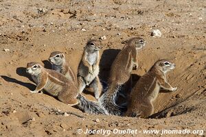 Kgalagadi Transfrontier Park - South Africa