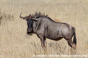 Kgalagadi Transfrontier Park - South Africa