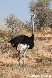 Parc transfrontalier de Kgalagadi - Afrique du Sud