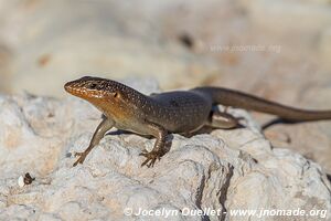 Kgalagadi Transfrontier Park - South Africa