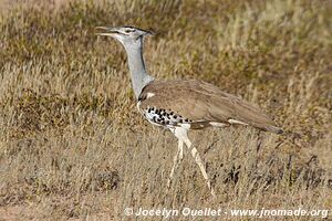 Parc transfrontalier de Kgalagadi - Afrique du Sud