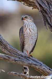 Kgalagadi Transfrontier Park - South Africa