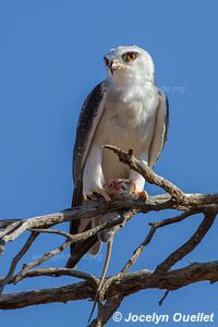 Kgalagadi Transfrontier Park - South Africa