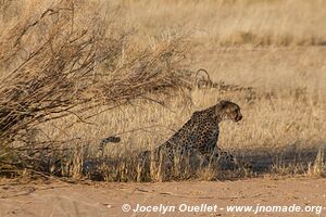 Kgalagadi Transfrontier Park - South Africa