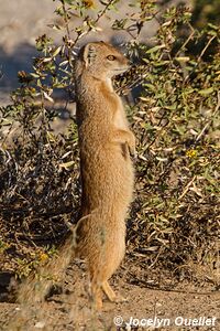 Parc transfrontalier de Kgalagadi - Afrique du Sud