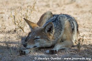 Parc transfrontalier de Kgalagadi - Afrique du Sud