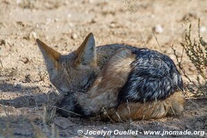 Parc transfrontalier de Kgalagadi - Afrique du Sud