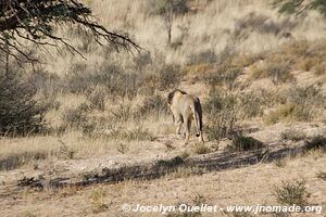 Kgalagadi Transfrontier Park - South Africa