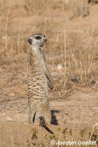 Parc transfrontalier de Kgalagadi - Afrique du Sud
