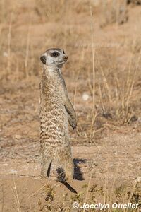 Parc transfrontalier de Kgalagadi - Afrique du Sud