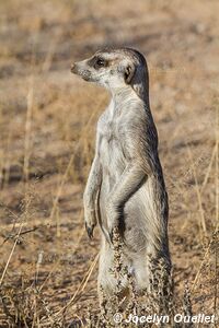 Parc transfrontalier de Kgalagadi - Afrique du Sud