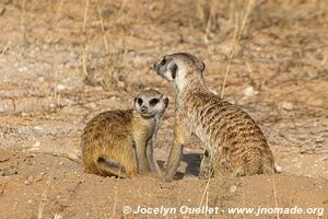 Parc transfrontalier de Kgalagadi - Afrique du Sud