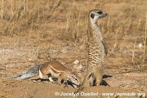 Parc transfrontalier de Kgalagadi - Afrique du Sud