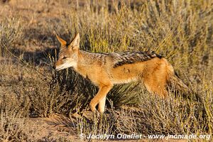 Kgalagadi Transfrontier Park - South Africa