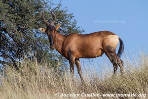 Kgalagadi Transfrontier Park - South Africa