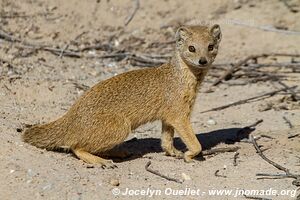 Parc transfrontalier de Kgalagadi - Afrique du Sud