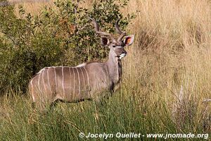 Parc national Pilanesberg - Afrique du Sud