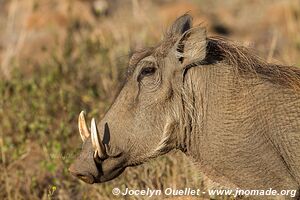 Parc national Pilanesberg - Afrique du Sud