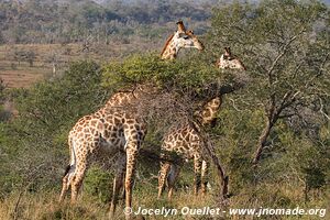 Hluhluwe-Imfolozi Park - The Elephant Coast - South Africa