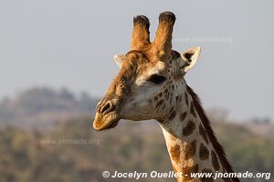 Hluhluwe-Imfolozi Park - The Elephant Coast - South Africa