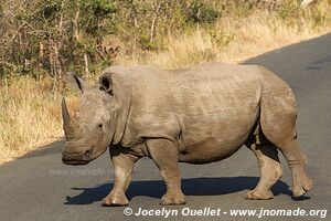 Hluhluwe-Imfolozi Park - The Elephant Coast - South Africa