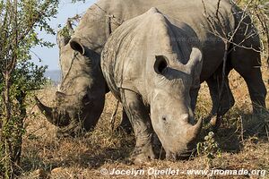 Hluhluwe-Imfolozi Park - The Elephant Coast - South Africa