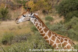 Parc national Pilanesberg - Afrique du Sud