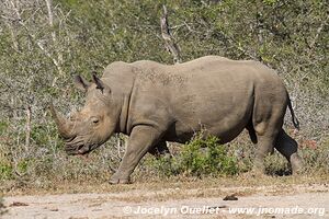 Parc Hluhluwe-Imfolozi - The Elephant Coast - Afrique du Sud