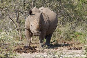 Parc Hluhluwe-Imfolozi - The Elephant Coast - Afrique du Sud