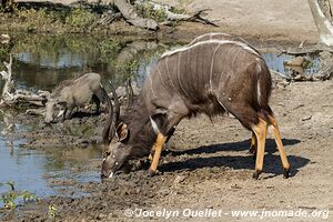 Hluhluwe-Imfolozi Park - The Elephant Coast - South Africa