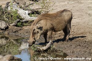 Parc Hluhluwe-Imfolozi - The Elephant Coast - Afrique du Sud