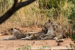 Parc national Pilanesberg - Afrique du Sud