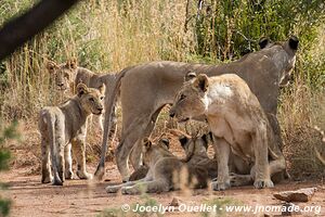 Pilanesberg National Park - South Africa