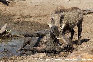 Hluhluwe-Imfolozi Park - The Elephant Coast - South Africa