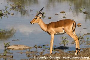 Hluhluwe-Imfolozi Park - The Elephant Coast - South Africa