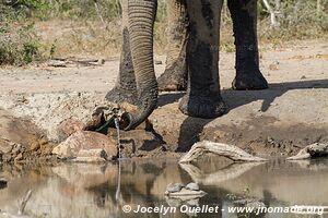 Hluhluwe-Imfolozi Park - The Elephant Coast - South Africa