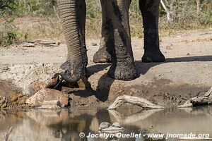 Hluhluwe-Imfolozi Park - The Elephant Coast - South Africa