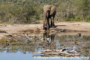 Parc Hluhluwe-Imfolozi - The Elephant Coast - Afrique du Sud