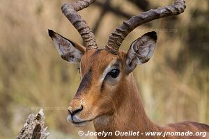 Pilanesberg National Park - South Africa