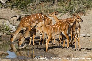 Parc Hluhluwe-Imfolozi - The Elephant Coast - Afrique du Sud