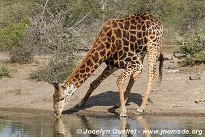 Parc Hluhluwe-Imfolozi - The Elephant Coast - Afrique du Sud