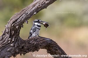 Parc national Pilanesberg - Afrique du Sud