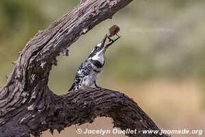 Pilanesberg National Park - South Africa