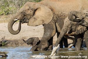 Hluhluwe-Imfolozi Park - The Elephant Coast - South Africa