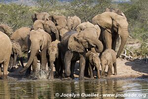 Parc Hluhluwe-Imfolozi - The Elephant Coast - Afrique du Sud
