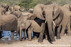 Parc Hluhluwe-Imfolozi - The Elephant Coast - Afrique du Sud