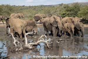 Parc Hluhluwe-Imfolozi - The Elephant Coast - Afrique du Sud