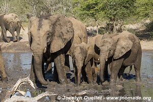 Parc Hluhluwe-Imfolozi - The Elephant Coast - Afrique du Sud