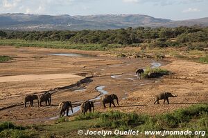Parc Hluhluwe-Imfolozi - The Elephant Coast - Afrique du Sud